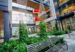 Vine Armatures – USA