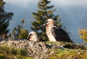 AVIARY FOR BEARDED VULTURE – GOLDAU